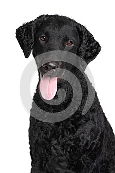 Curly coated retriever