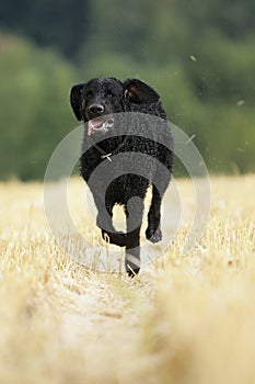 Curly coated retriever dog