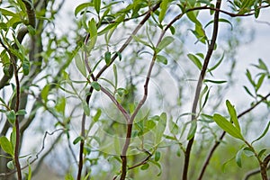 Curly corkscrew willow branches with fresh green spring leafs