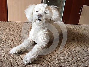 Curly is so cute, funny dog Toto