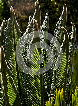 Curly cyca leaves backlight