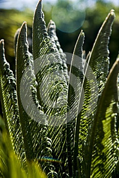 Curly cyca leaves backlight