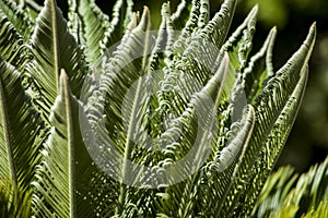 Curly cyca leaves backlight