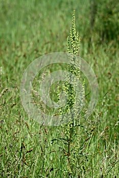 Curly dock closeup view with selective focus in background