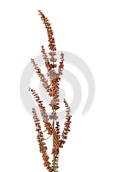 Curly dock flower spike