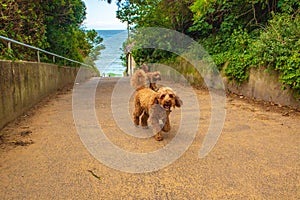 Curly dogs on road to Dumpton Gap Broadstairs Kent England