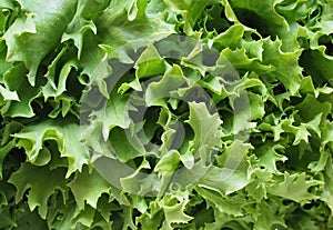 curly endive (aka frisee) salad leaves background