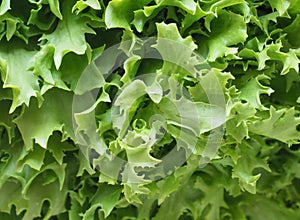 curly endive (aka frisee) salad leaves background
