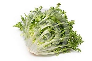 Curly Endive