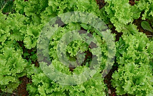 Curly endive plants at farming in Dalat, Vietnam