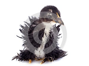 Curly Feathered chick Pekin