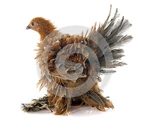 Curly Feathered chicken Pekin