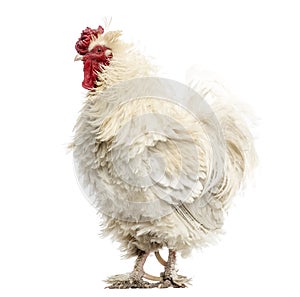 Curly feathered rooster, isolated