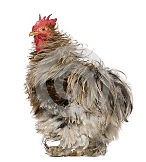 Curly Feathered Rooster Pekin, 1 year old