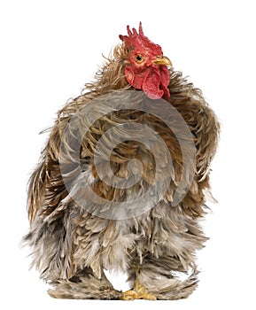 Curly feathered rooster Pekin, 1 years old,