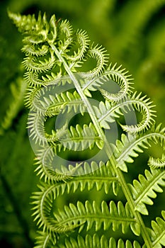 Curly fern