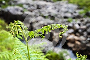 Curly fern in the scottish highlands