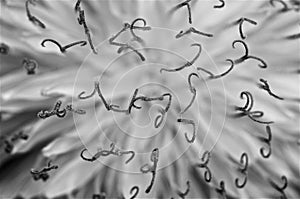 Curly flower in black and white