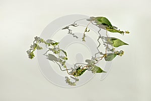 A curly flower on a white background is illuminated by the sun.