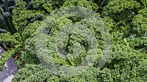 Curly fresh kale in the garden