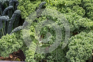 Curly fresh kale in the garden