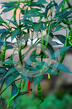 curly green chilies from plantations