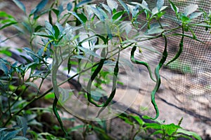 curly green chilies from plantations