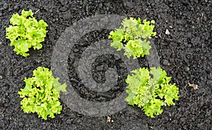 Curly green leaf lettuce plants in the soil