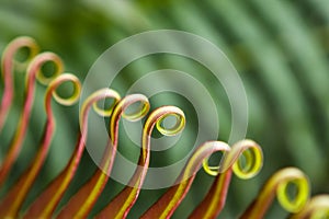 Curly green leaves of fern, macro, abstract background