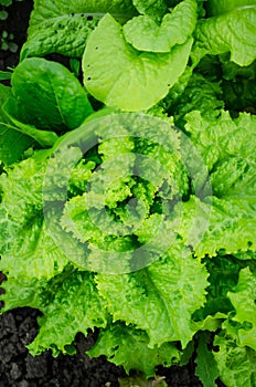 Curly green lettuce
