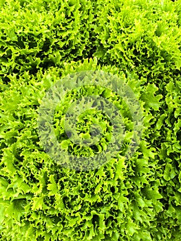 Curly green lettuce