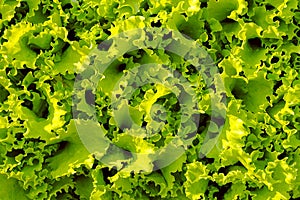 Curly green lettuce close up on the garden bed as background, textured