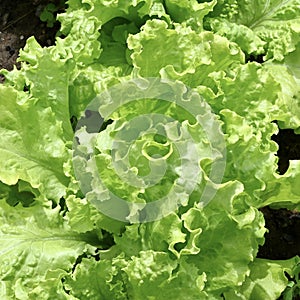 Curly Green Lettuce in the Garden