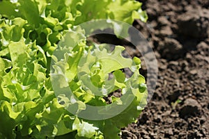 Curly green lettuce growing in bed -healthy eating concept