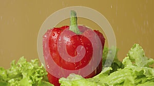 Curly green lettuce leaves and red bell peppers rotate on a brown studio background under running water. Fresh ripe