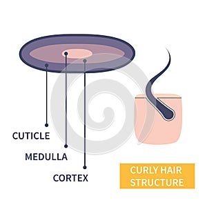 Curly hair strand anatomical structure educational poster