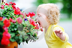 Curly hair toddler girl smelling red flowers