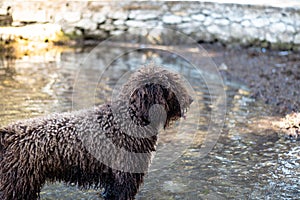 Curly haired dog standing in shallow water restin