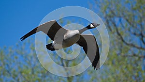 Curly-haired young man watches migrating storks with binoculars. Nature watcher person. Birdwatching, zoology, ecology photo