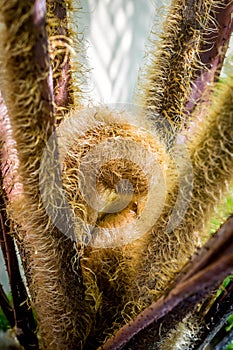 Curly and hairy bud of a fern detail closeup