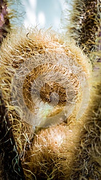 Curly and hairy bud of a fern detail closeup