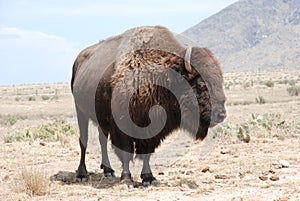 Curly Horned American Buffalo Bison