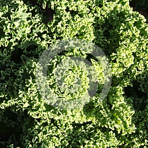 Curly Kale