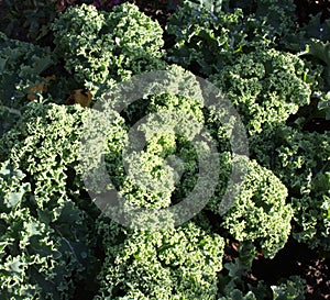 Curly Kale