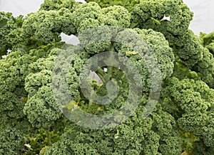 Curly kale or borecole vegetable