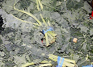 Curly Kale, Brassica oleracea var. viridis `Curly Kale`,