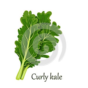 Curly kale, dark green leafy vegetable