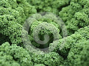 Curly kale leaves
