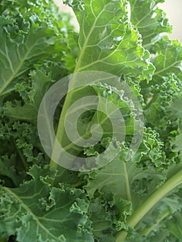 Curly kale leaves