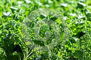 Curly kale on natural organic soil. The kale is a winter vegetable capable